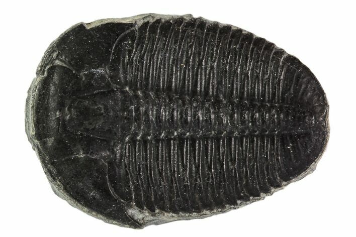 Large, Elrathia Trilobite Fossil - Utah #108664
